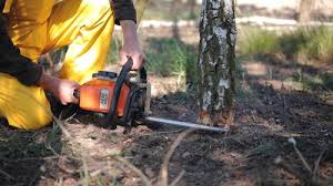 Best Arborist Consultation Services  in Belvedere Park, GA