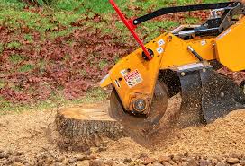 Best Tree Health Inspection  in Belvedere Park, GA
