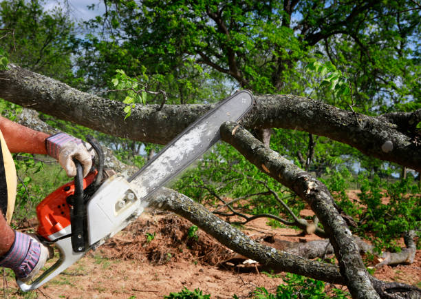 Best Tree Removal  in Belvedere Park, GA