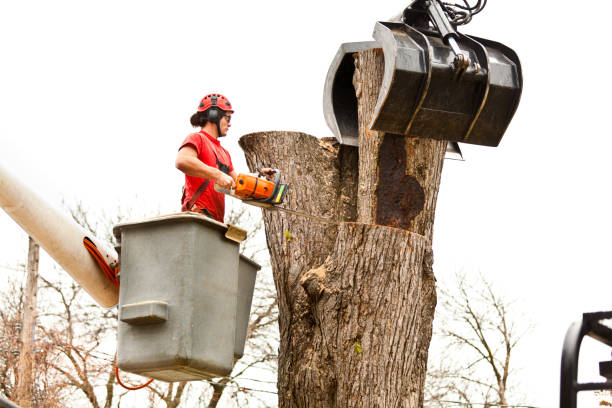 How Our Tree Care Process Works  in  Belvedere Park, GA