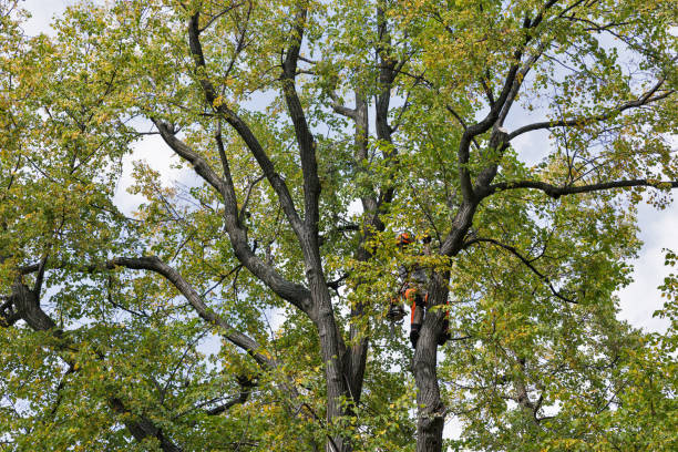  Belvedere Park, GA Tree Care Pros